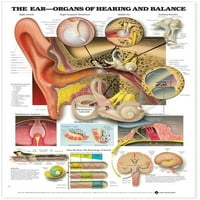 Уво: Органи На Слухот И Рамнотежа Анатомска Табела