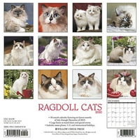 Willow Creek Press Ragdoll Catsиден календар на мачки