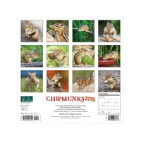 Willow Creek Chipmunks 12 12 Месечен календар на wallидови